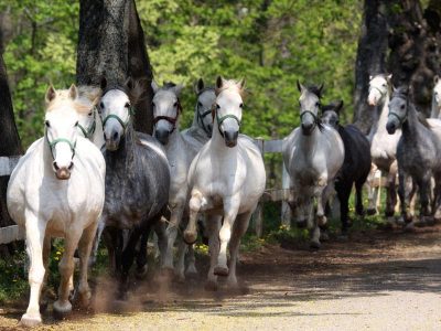 lipica stud farm